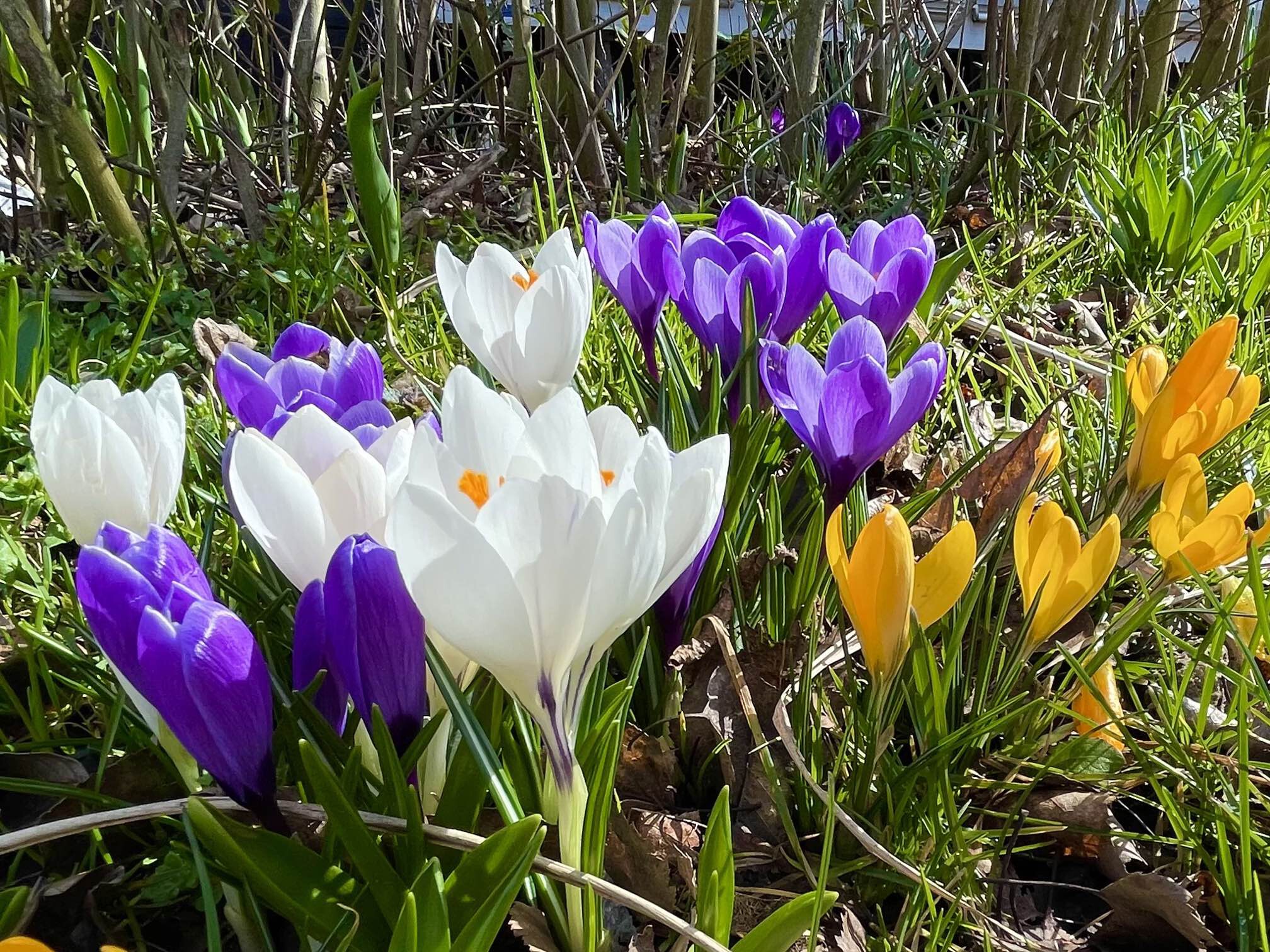 Spring flowers in Baiersbronn